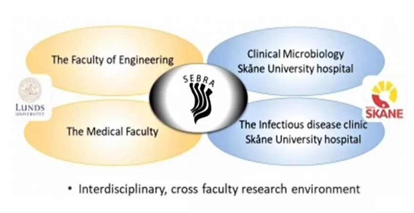Organisational chart of the interdisciplinary research environment. Illustration.